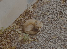 What’s the Big Deal About a Fox?